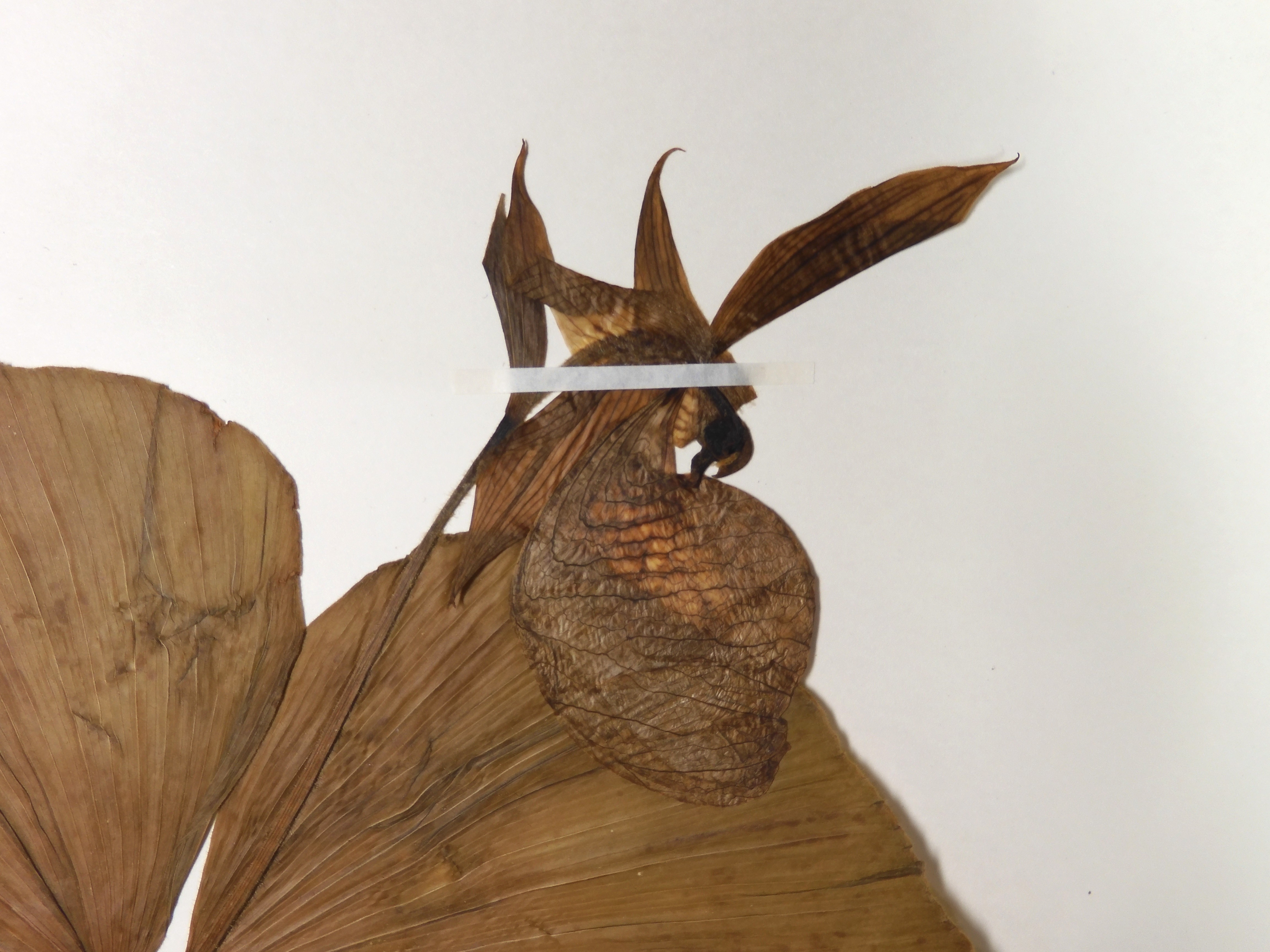 画像：ラン科 クマガイソウ