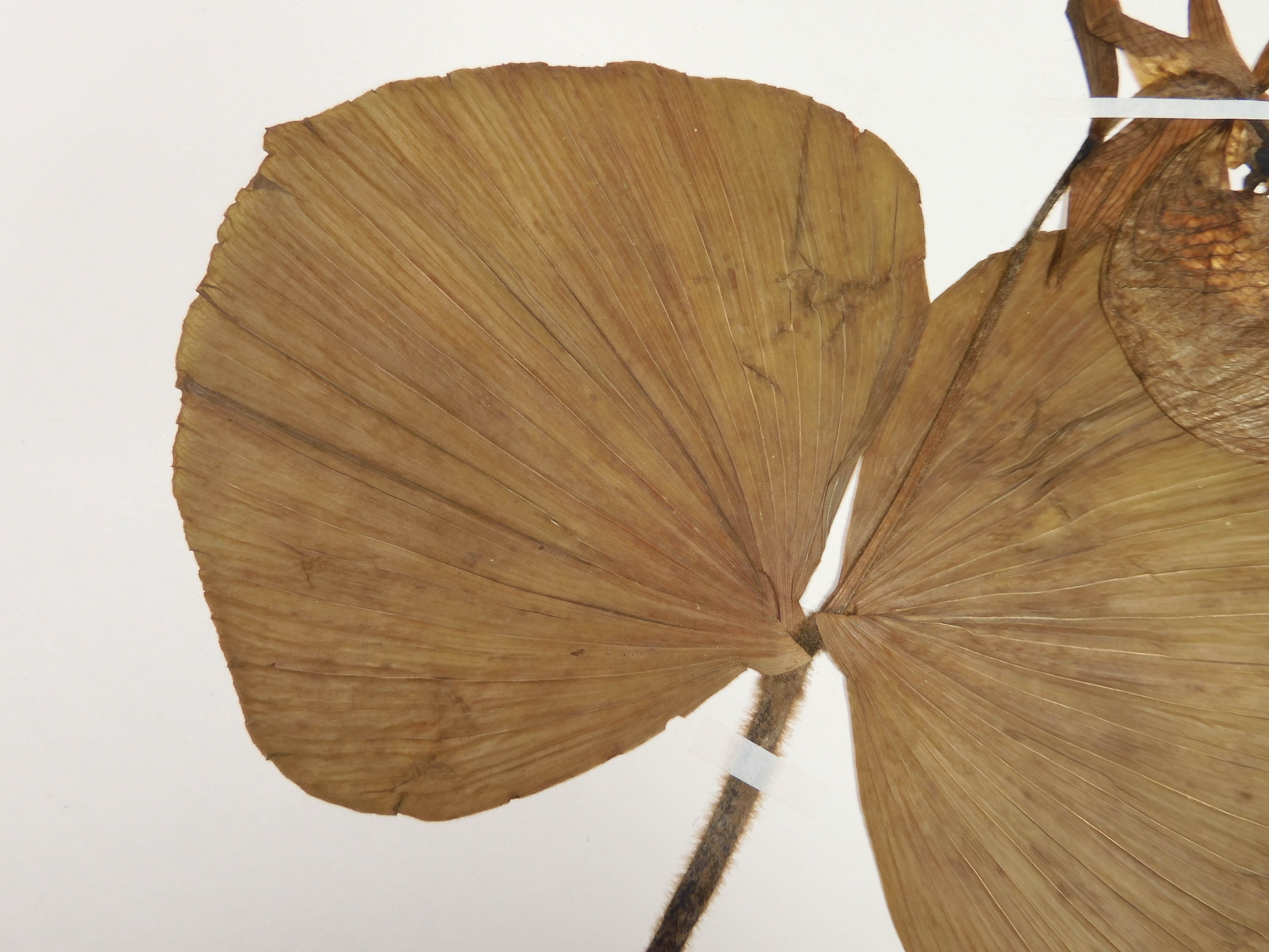 画像：ラン科 クマガイソウ