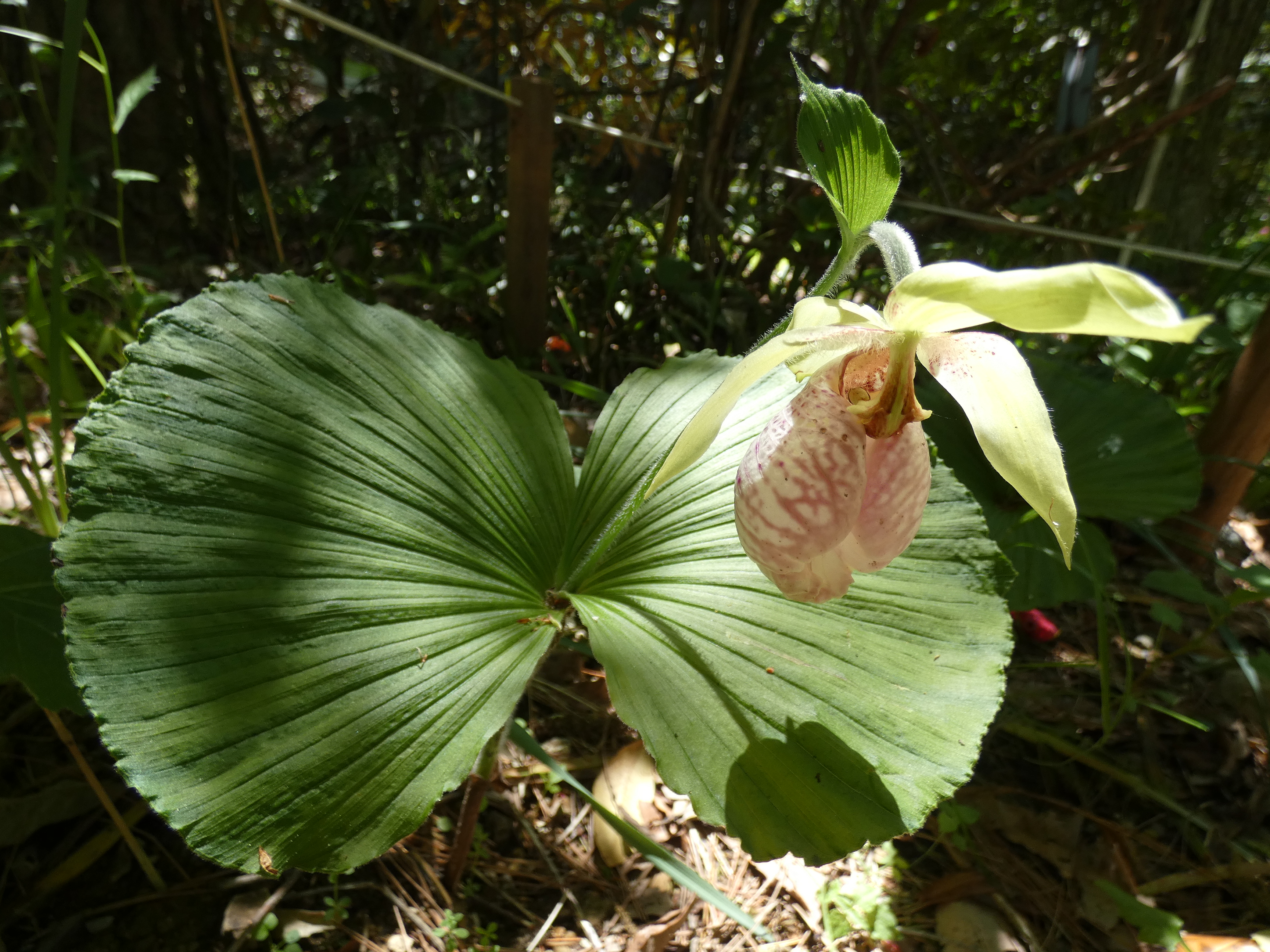 画像：ラン科 クマガイソウ