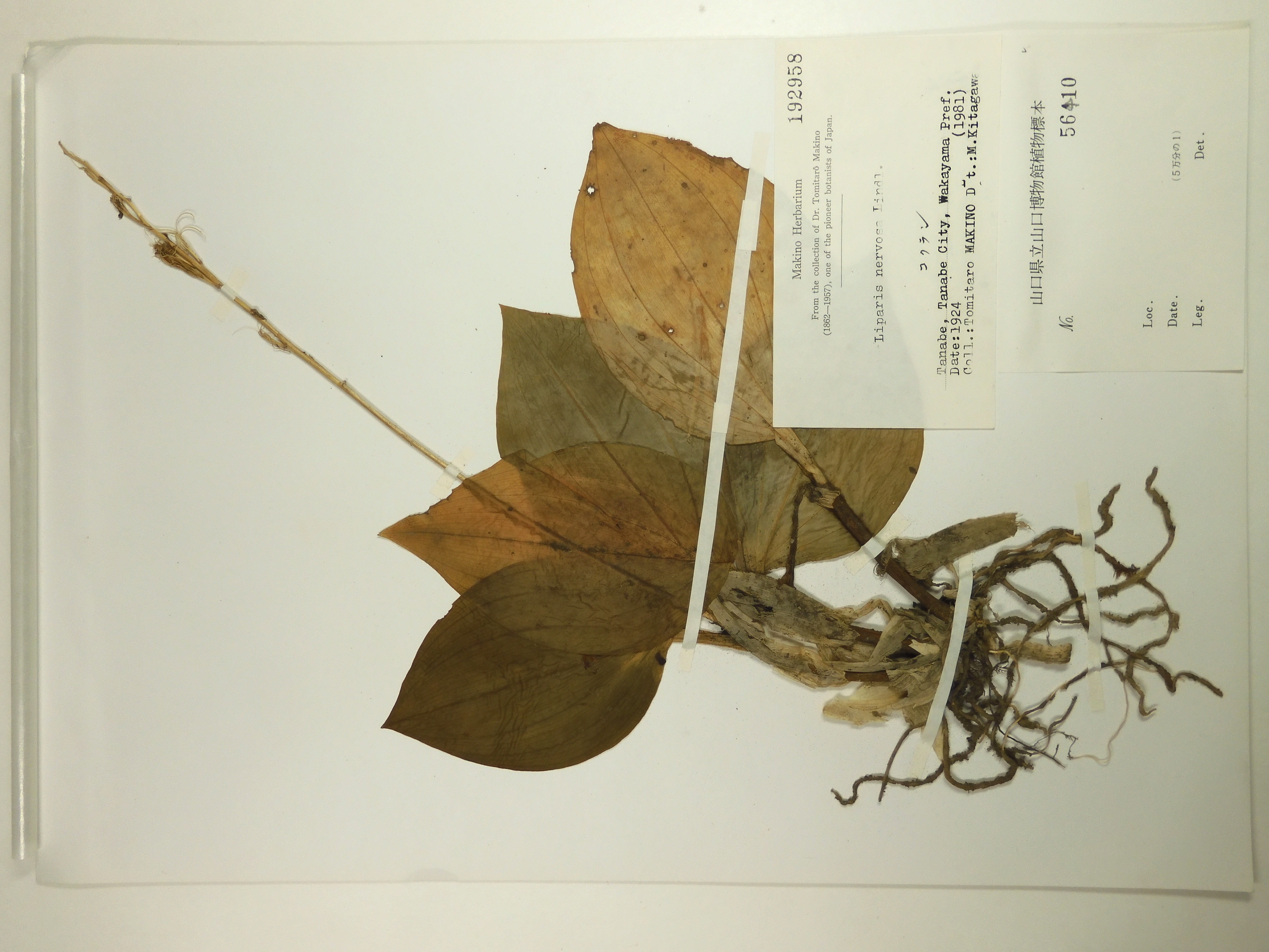 画像：ラン科 コクラン