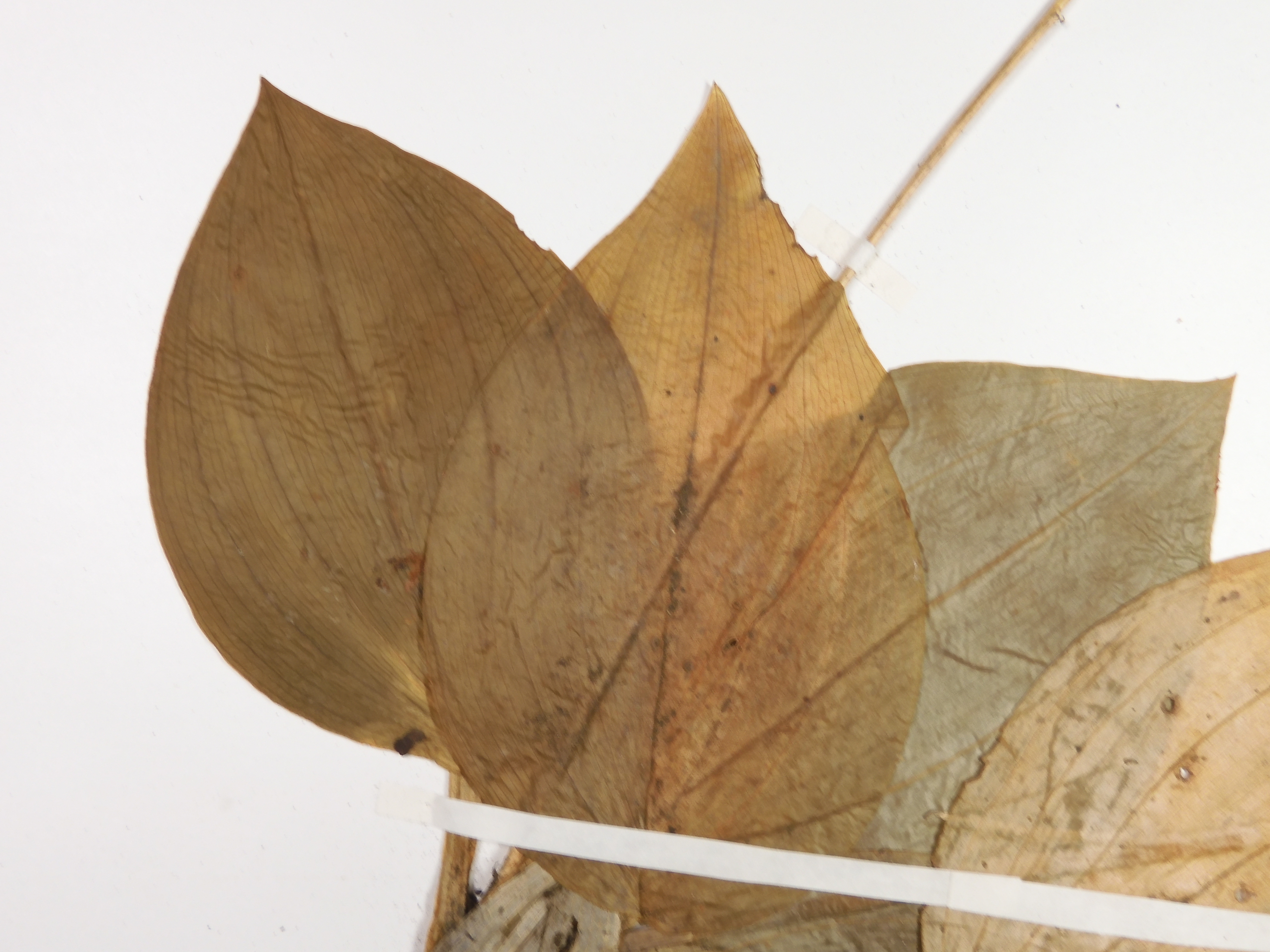 画像：ラン科 コクラン