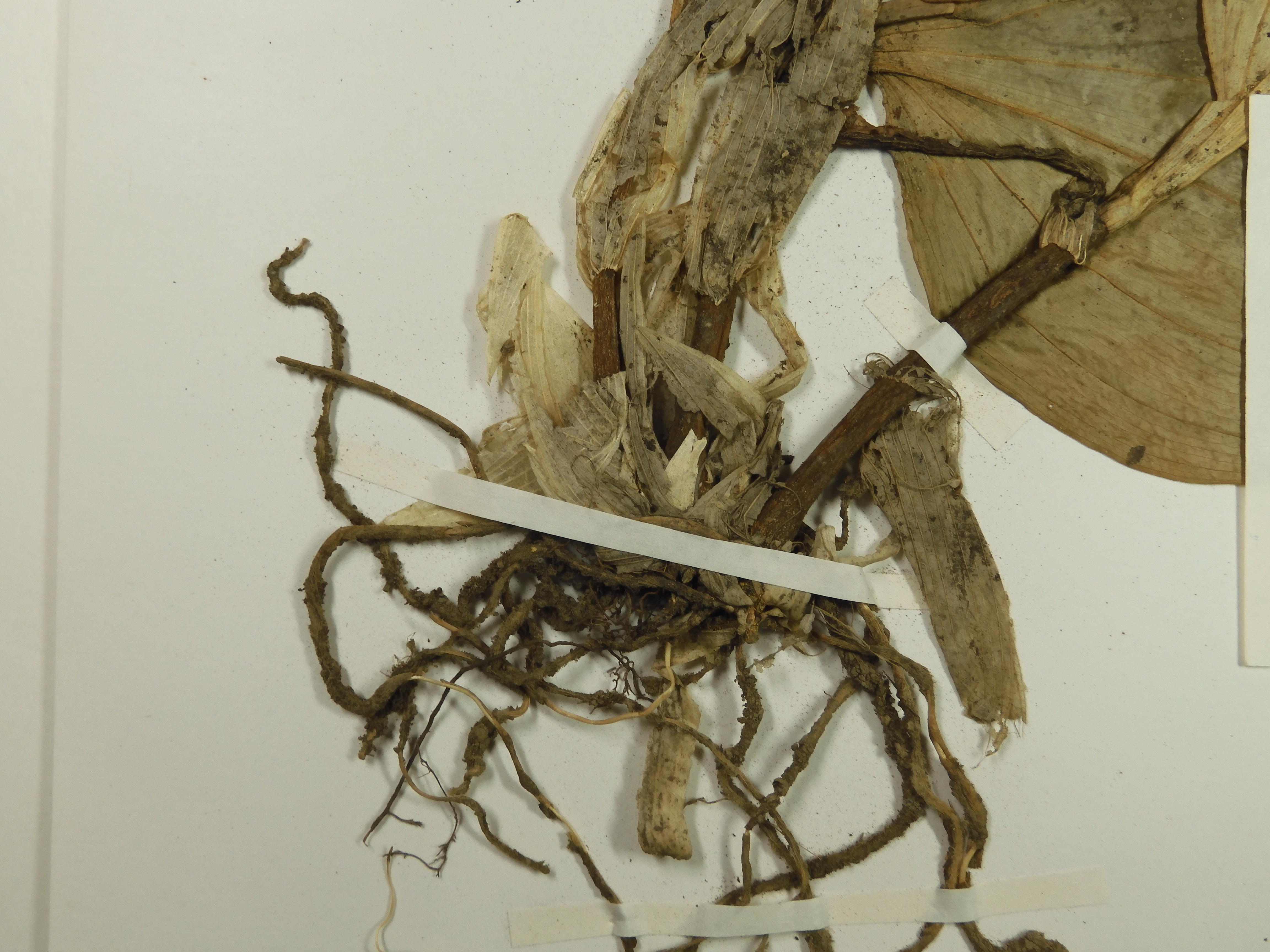 画像：ラン科 コクラン