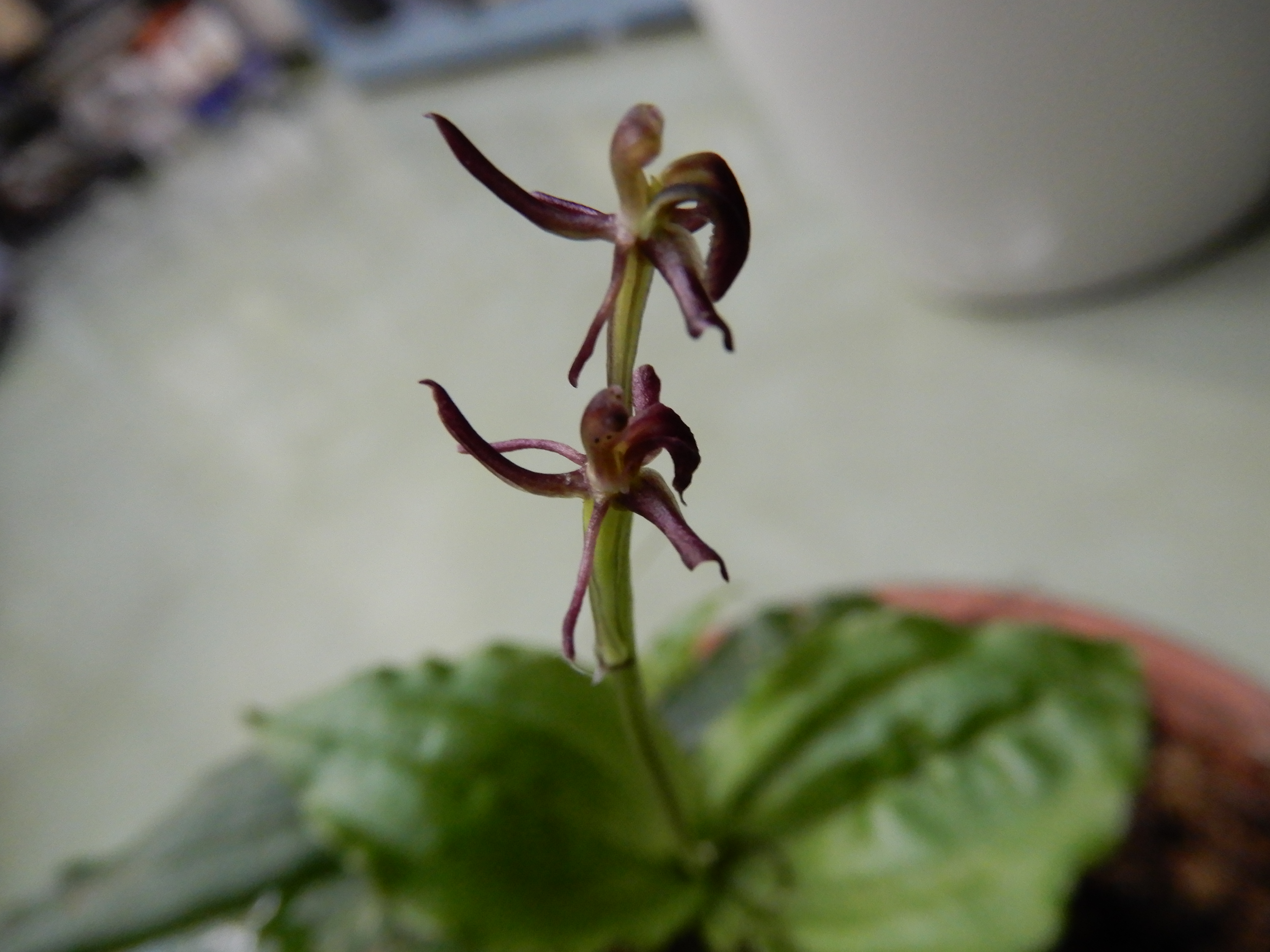 画像：ラン科 コクラン