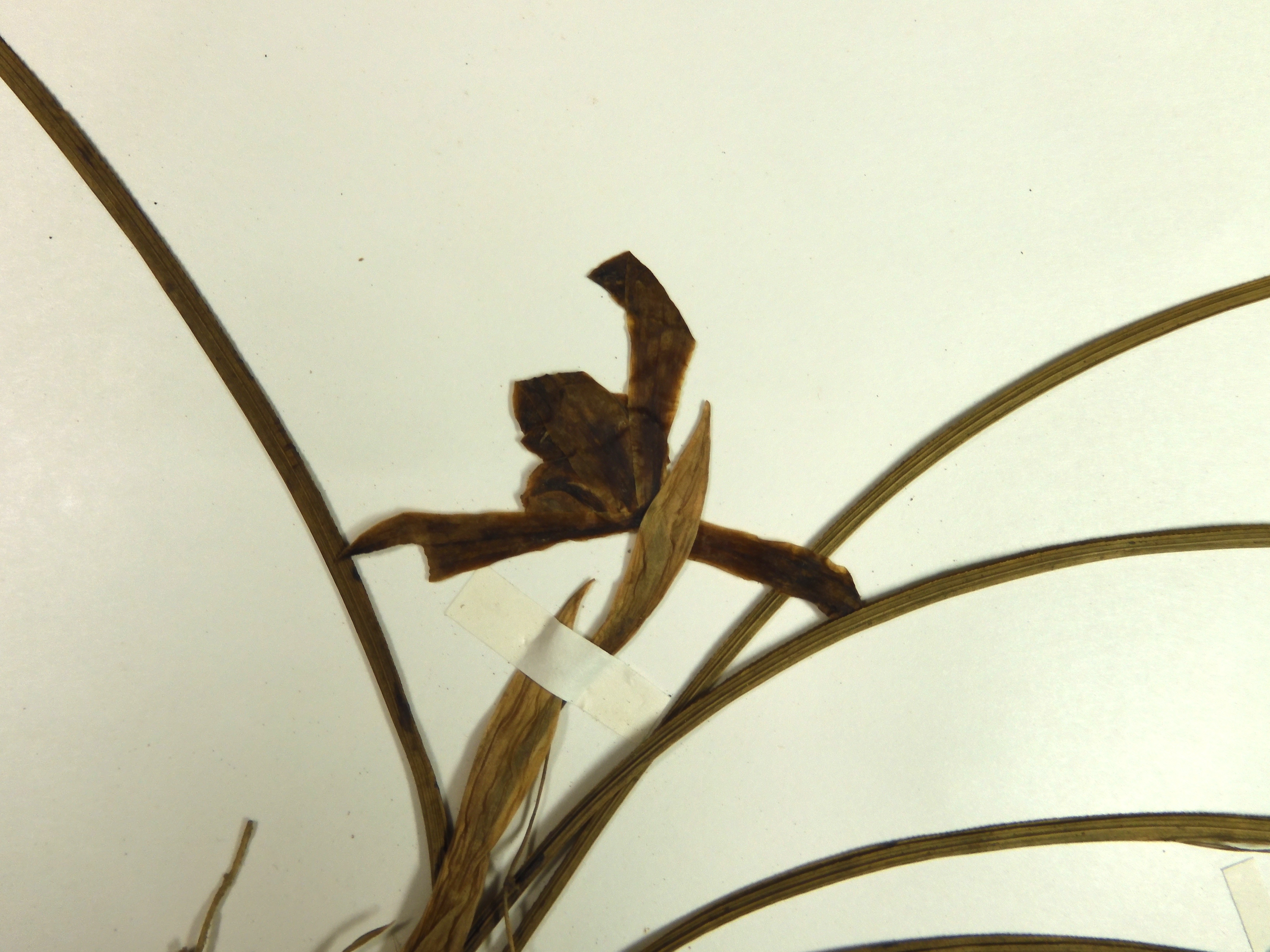 画像：ラン科 シュンラン