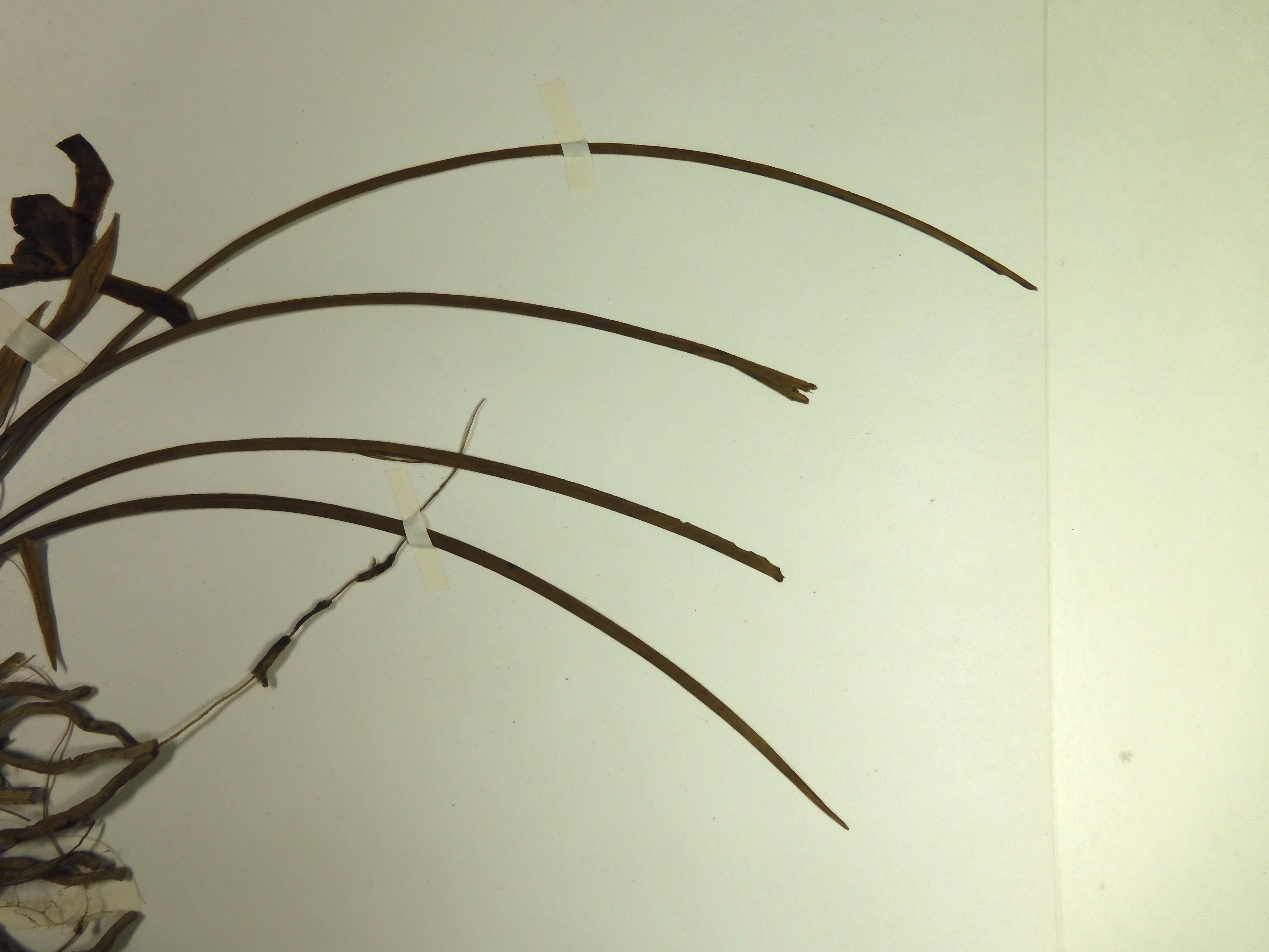 画像：ラン科 シュンラン