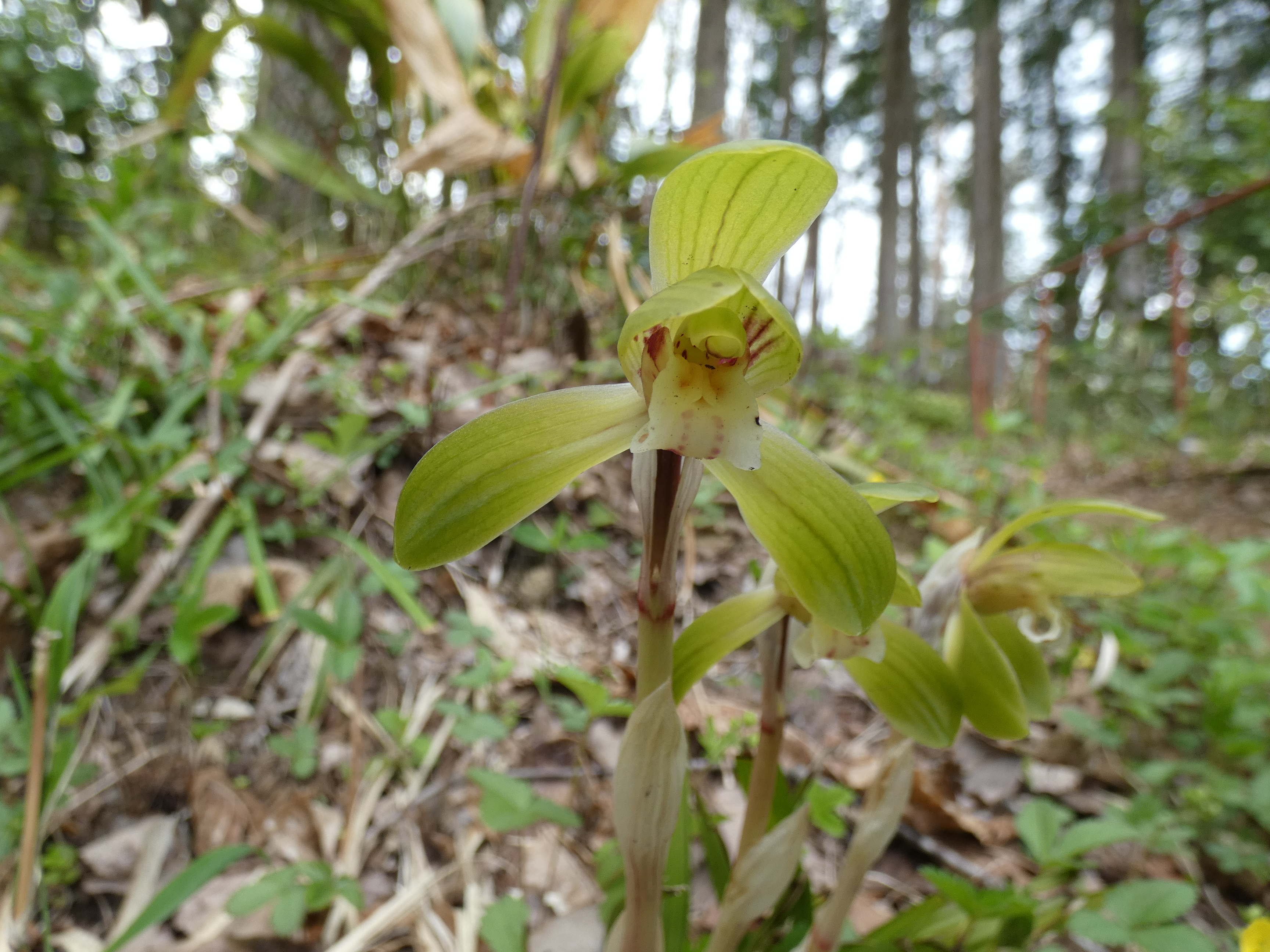 画像：ラン科 シュンラン