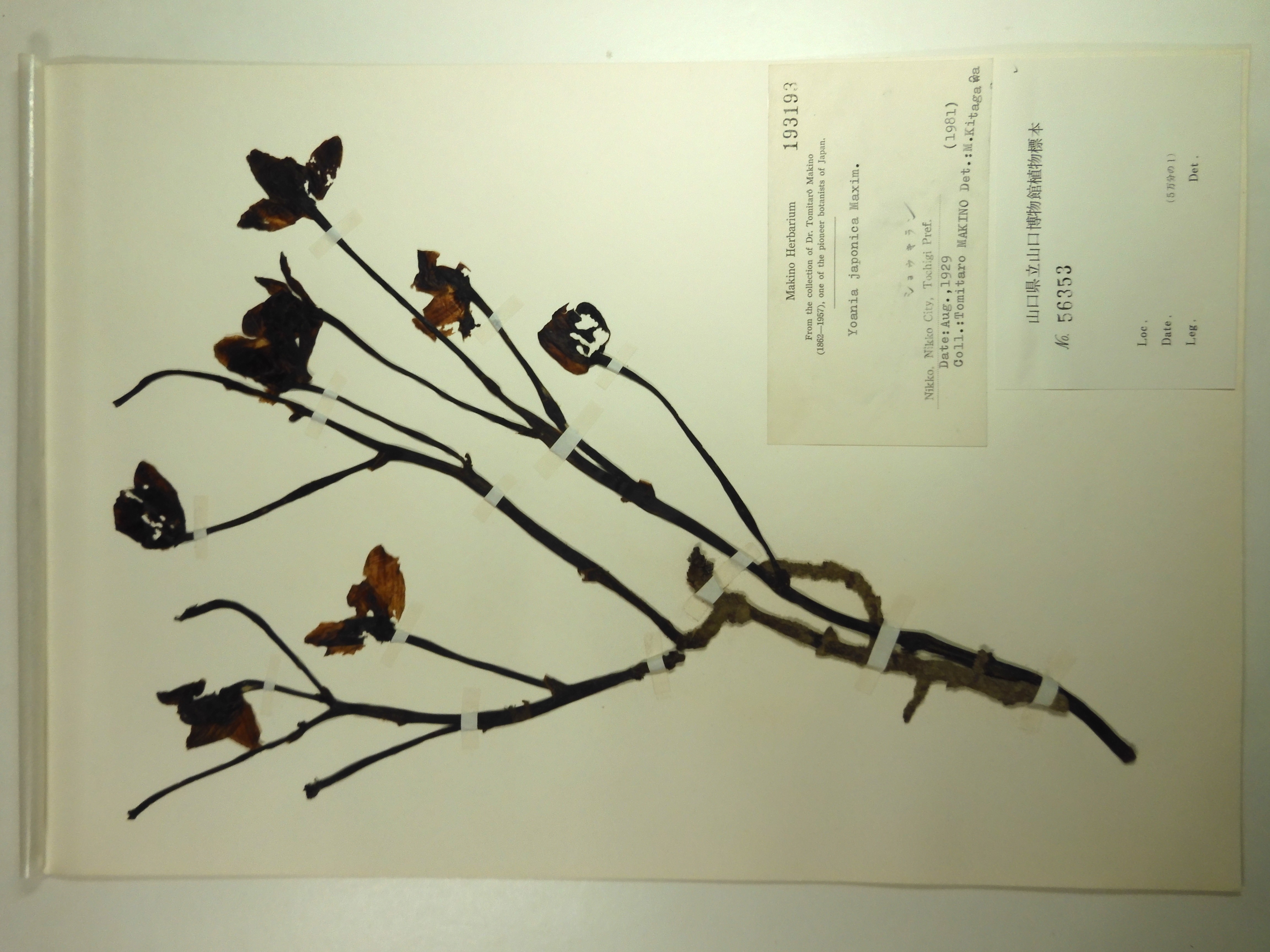 画像：ラン科 ショウキラン