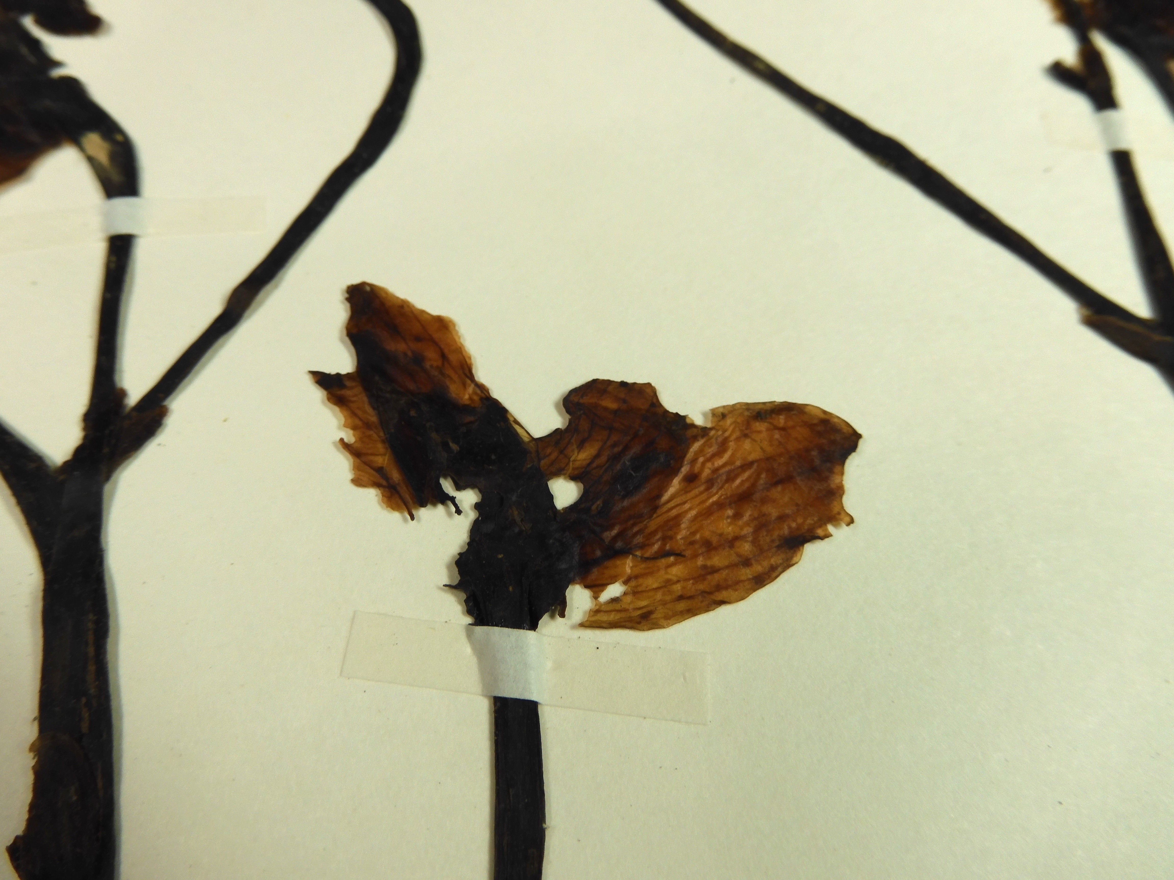 画像：ラン科 ショウキラン