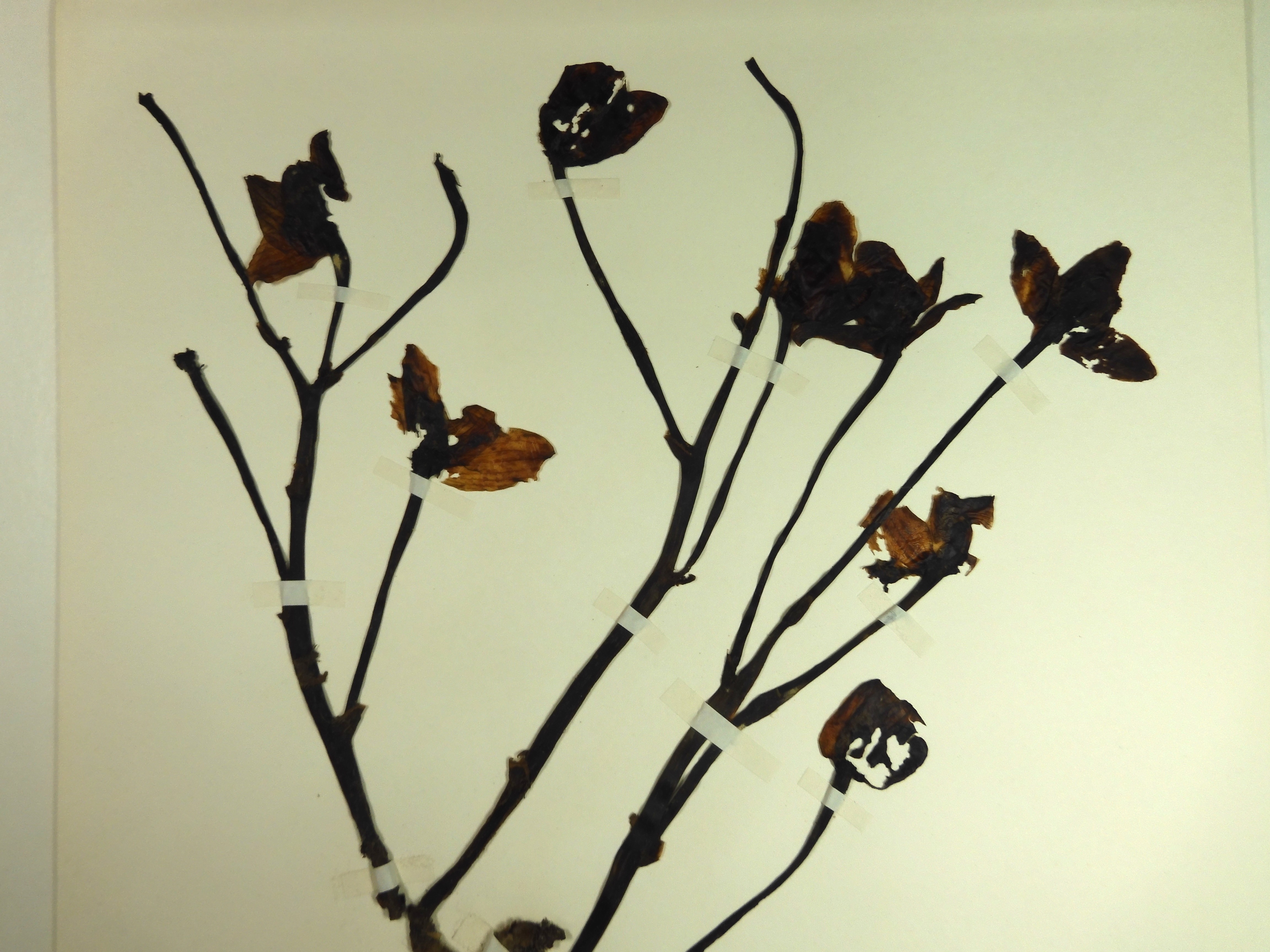 画像：ラン科 ショウキラン