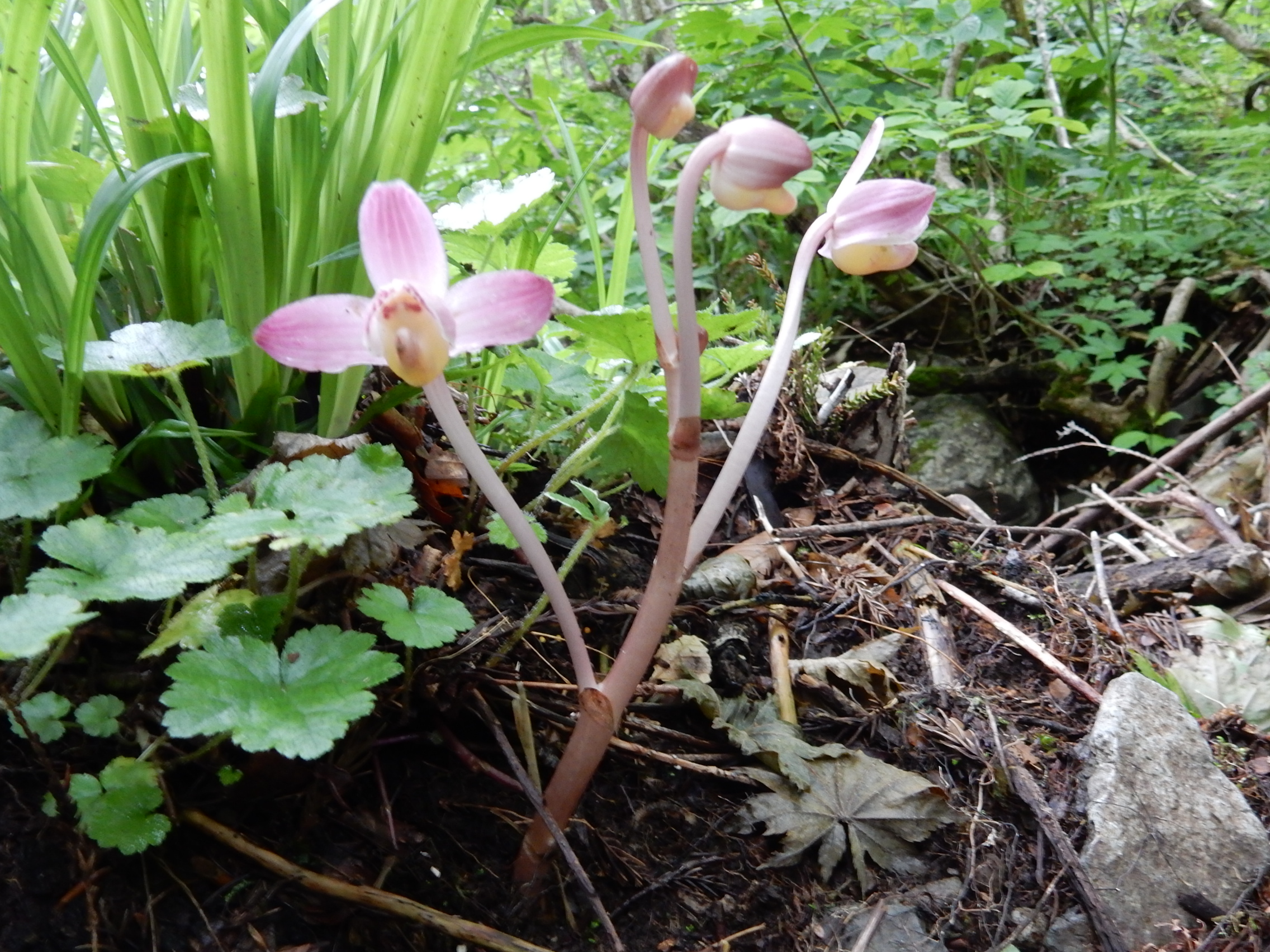 画像：ラン科 ショウキラン