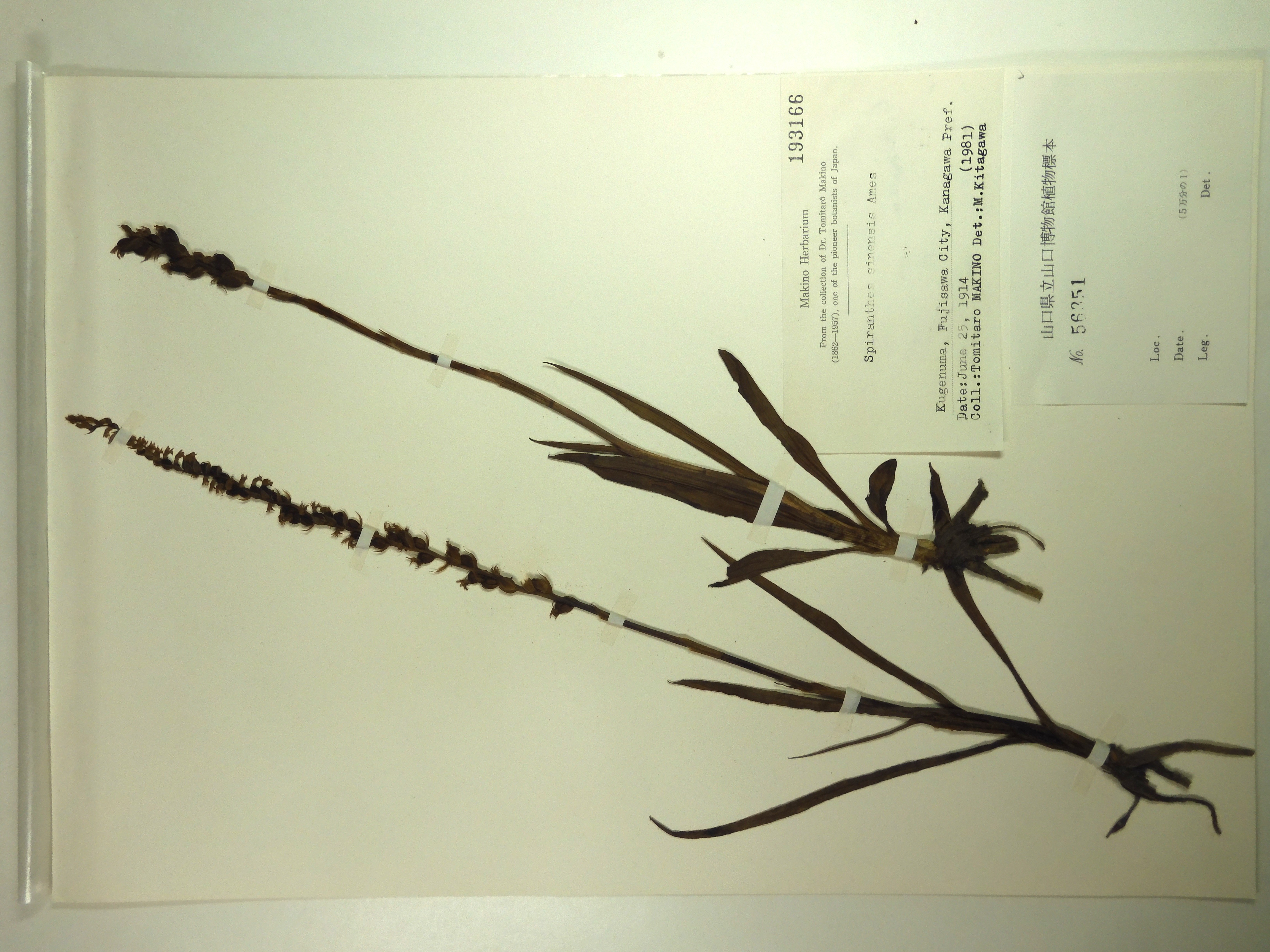 画像：ラン科 ネジバナ