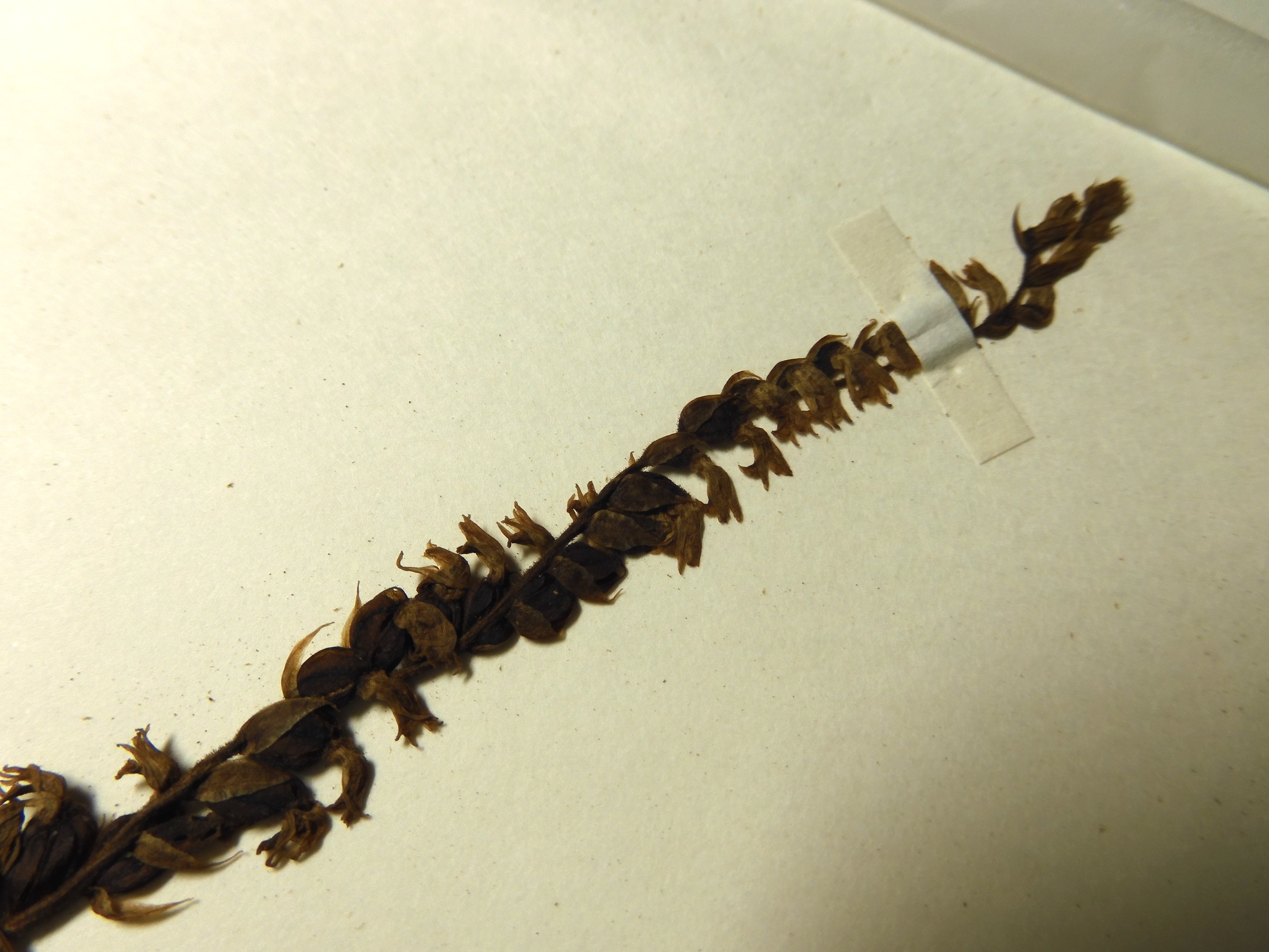 画像：ラン科 ネジバナ