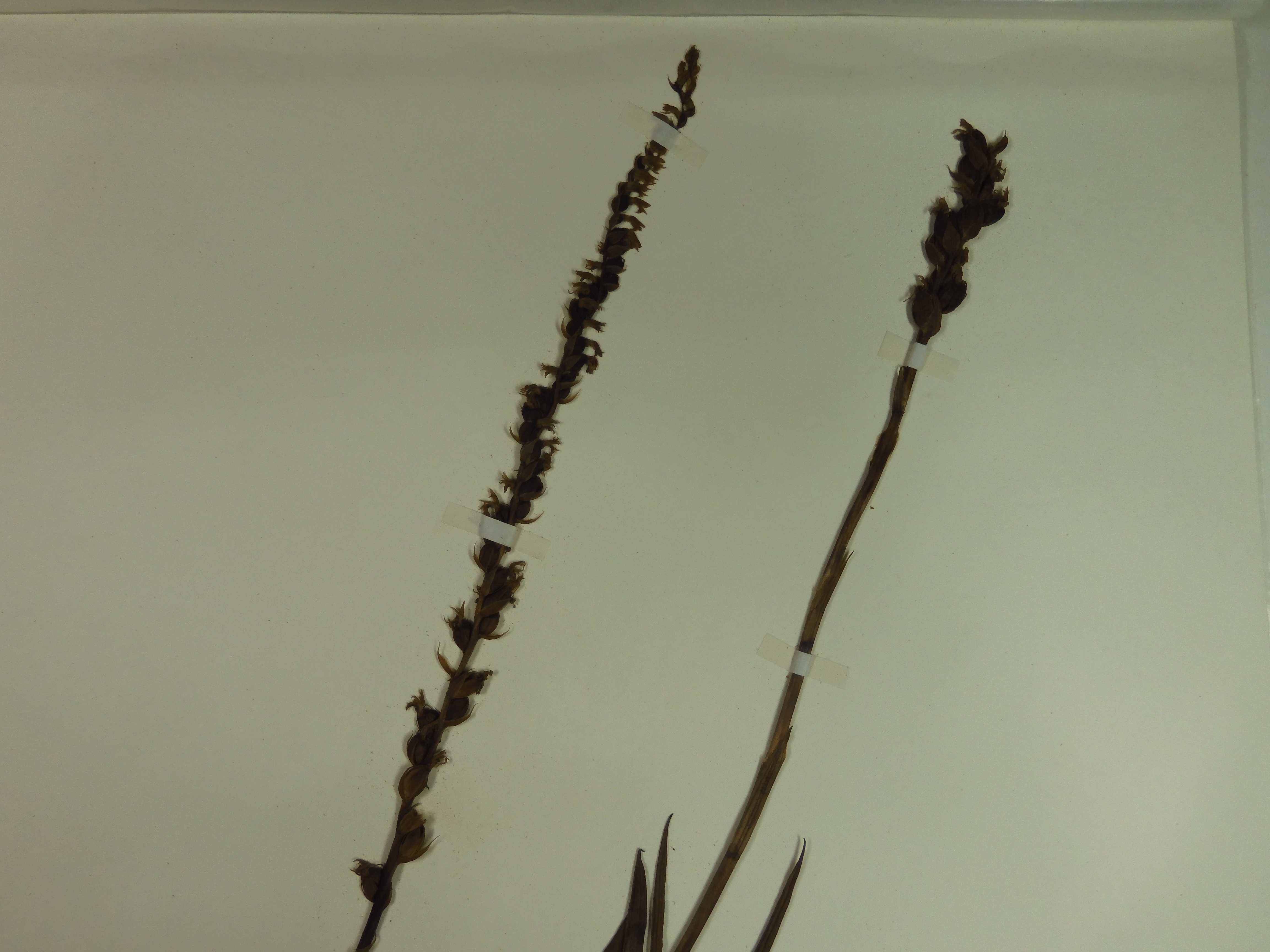 画像：ラン科 ネジバナ