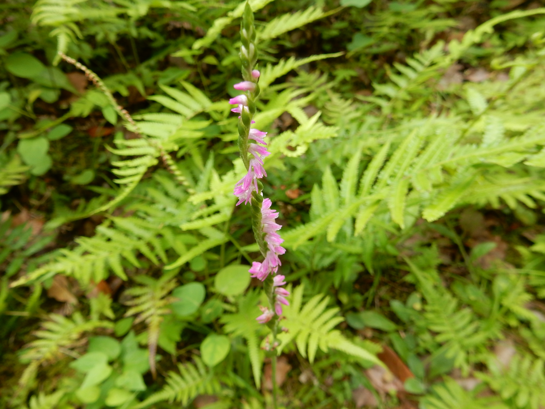 画像：ラン科 ネジバナ